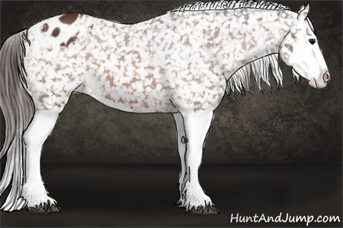 Horse Color:Bay Splash Appaloosa 