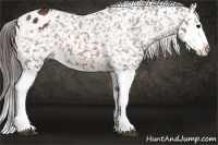 Horse Color:Bay Splash Appaloosa