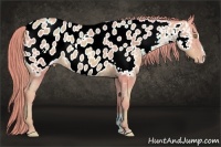 Horse Color:Watercolor Gold Champagne Sabino Appaloosa 