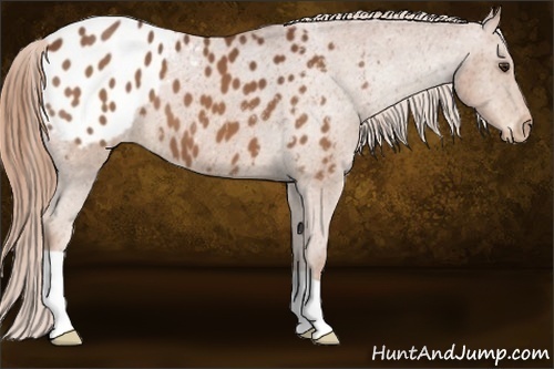 Horse Color:Chestnut Appaloosa 