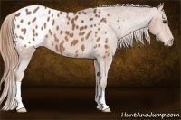 Horse Color:Chestnut Appaloosa 