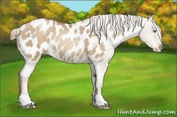 Horse Color:Liver Chestnut Pearl Appaloosa 
