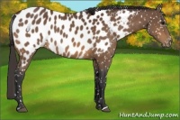 Horse Color:Bay Appaloosa 
