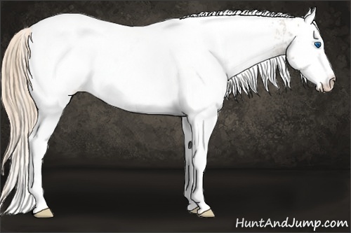 Horse Color:White Spotted Chestnut Ice Splash Appaloosa 