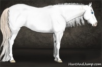 Horse Color:White Spotted Chestnut Ice Splash Appaloosa 