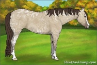 Horse Color:Liver Red Dun Ice Sabino 