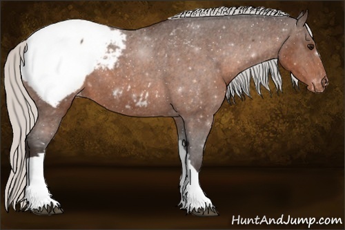 Horse Color:Silver Bay Appaloosa 