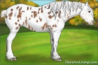 Horse Color:White Spotted Silver Brown Blanket 