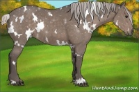 Horse Color:White Spotted Silver Black