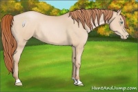 Horse Color:Buckskin Pearl Rabicano 