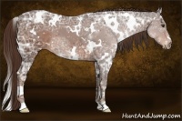 Horse Color:White Spotted Liver Chestnut Ice 