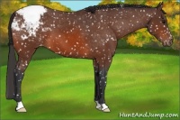 Horse Color:Bay Appaloosa 