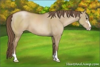 Horse Color:Grullo Pearl Sabino 