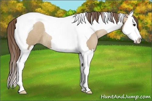 Horse Color:Grullo Pearl Splash Tobiano Rabicano 