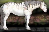 Horse Color:White Spotted Bay Onyx Appaloosa Rabicano 
