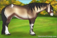 Horse Color:Bay Onyx Appaloosa 