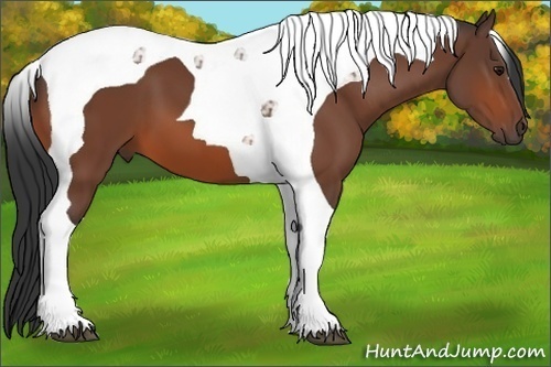 Horse Color:Bay Tobiano 