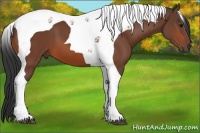Horse Color:Bay Tobiano 