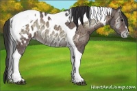 Horse Color:Bay Ice Onyx Tobiano Appaloosa 