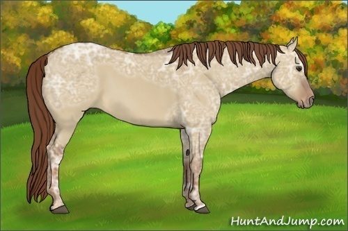 Horse Color:Red Dun Ice 