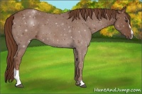 Horse Color:Chestnut Sabino