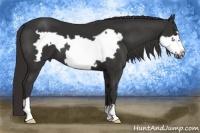 Horse Color:Liver Chestnut Frame