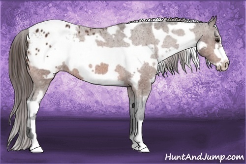 Horse Color:White Spotted Bay Frame Appaloosa 