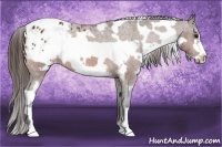 Horse Color:White Spotted Bay Frame Appaloosa 