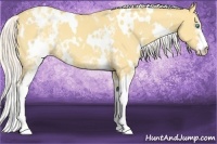 Horse Color:White Spotted Silver Amber Cream Champagne Dun