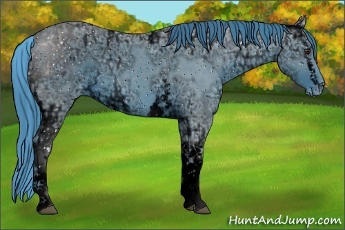Horse Color:ERROR: UNKNOWN ANOMALY