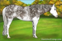 Horse Color:White Spotted Liver Chestnut Splash 