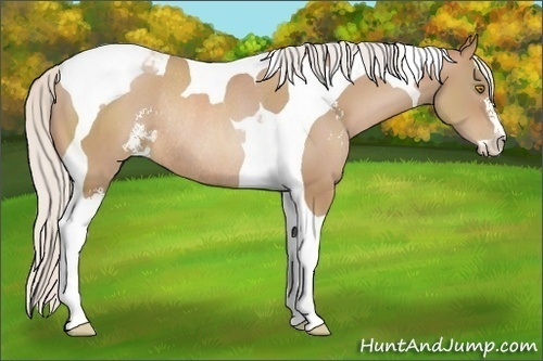 Horse Color:Silver Brown Pearl Sabino Tobiano Rabicano 