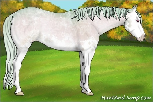 Horse Color:Watercolor White Spotted Silver Amber Champagne Chinchilla Ice Onyx Splash 