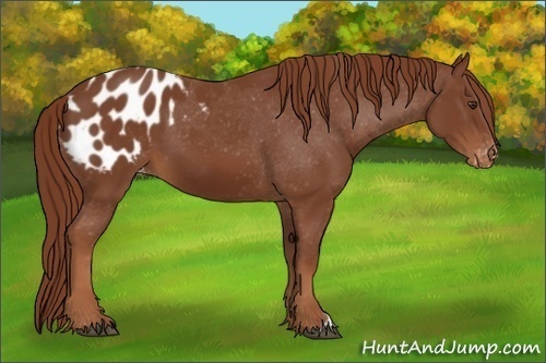 Horse Color:Chestnut Appaloosa