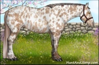 Horse Color:Amber Champagne Appaloosa  and Amber Champagne Appaloosa Rabicano 