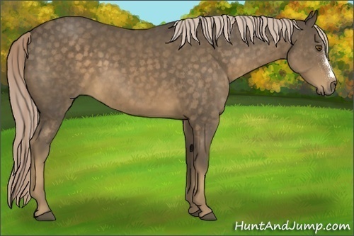 Horse Color:Chocolate Palomino 