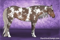 Horse Color:White Spotted Silver Black
