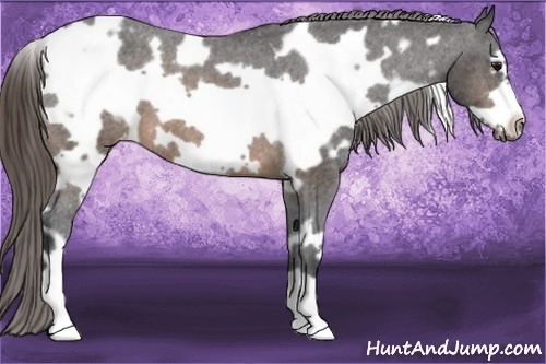 Horse Color:White Spotted Buckskin Frame Appaloosa 