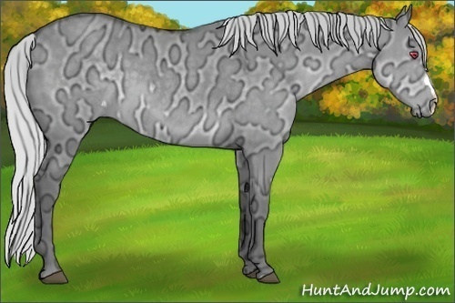 Horse Color:Silver Grullo Chinchilla Ice 
