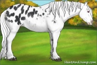 Horse Color:Silver Buckskin Chinchilla Blanket Rabicano 