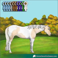 Horse Color:Silver Buckskin Pearl Dun Tobiano 