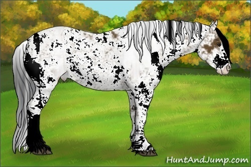 Horse Color:Bay Sabino