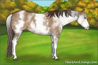 Horse Color:White Spotted Liver Red Dun Rabicano 