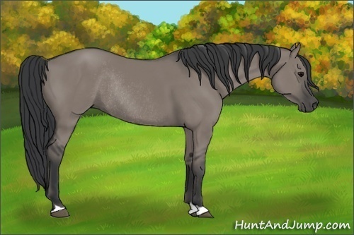Horse Color:Grullo Rabicano 