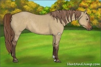 Horse Color:Liver Red Dun Rabicano 