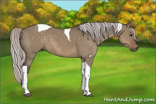 Horse Color:Silver Grullo Tobiano