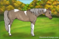 Horse Color:Silver Grullo Tobiano
