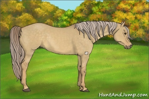 Horse Color:Palomino Dun Rabicano