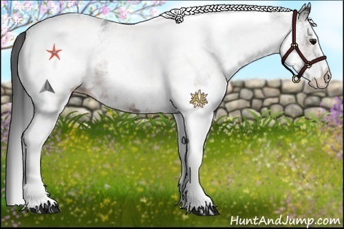 Horse Color:White Spotted Bay Tobiano Appaloosa