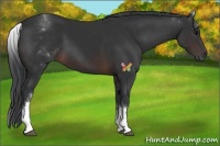 Horse Color:White Spotted Brown 